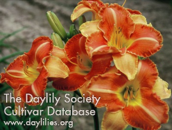 Daylily Twin Castanets